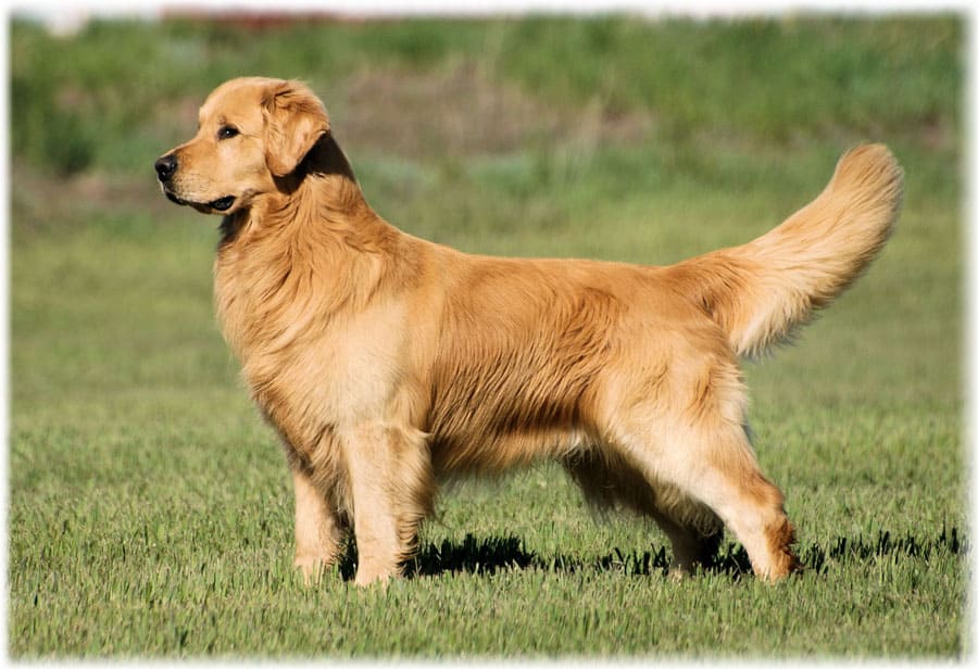 Характеристики собаки Золотистый Ретвирер