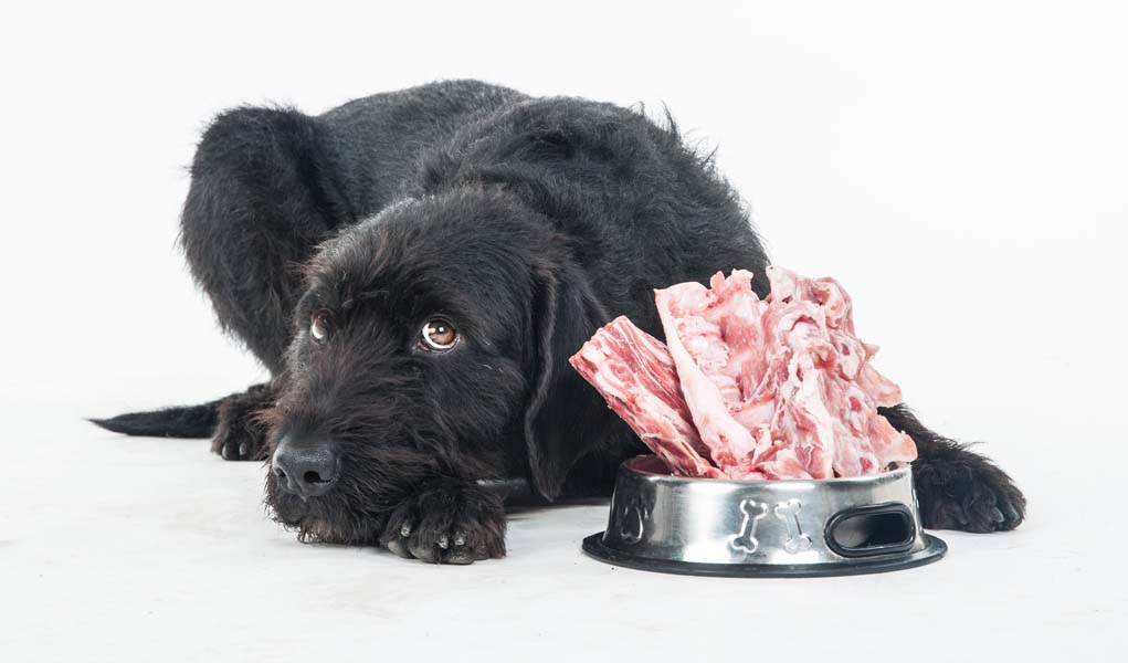 Субпродукты для собак: полезные источники питательных веществ